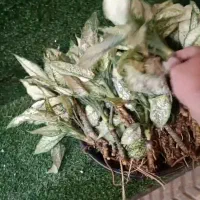 قلمه آگلونما برفی فقط ۲۰ ت|گل و گیاه طبیعی|یزد, |دیوار