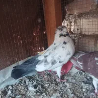 ماده به شرط تخم بچه پرستی|پرنده|برخوار, |دیوار