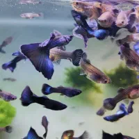 ماهیان گوپی مولی سواتر بهترین نژاد ها|ماهی|مشهد, استاد یوسفی (شهرک غرب)|دیوار