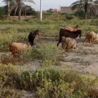 کهره بره