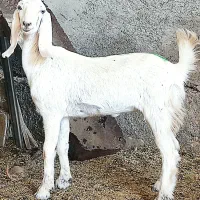 بز،آبستن تیشتر هل گلابی  در وحدتیه