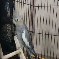 عروس هلندی|پرنده|تربت جام, میان جام|دیوار