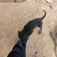 توله دوبرمن ماده|سگ|دزفول, |دیوار