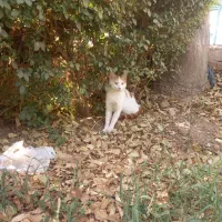 گربه گم شده بوستان ناجی به سمت صفائیه یا پاسدارن