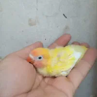 جوجه کوتوله برزیلی|پرنده|برخوار, |دیوار