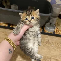 توله بریتیش خالص