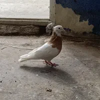 طوقی گم شده