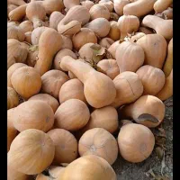 کدو محلی شیرین