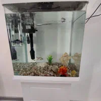 آکواریوم شرکتی