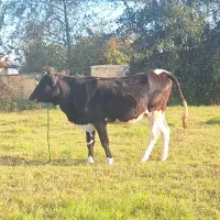 لیشه ۶ماه و ۲۰ روز شکم گاو گوساله