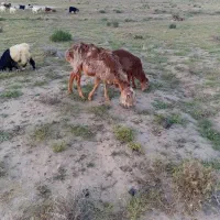 بزمحلی و درگ.  ومیش چینی