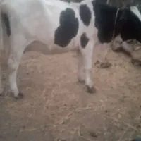 شهرستان گرمی گوساله شکم اول هلشتاین دامازدق