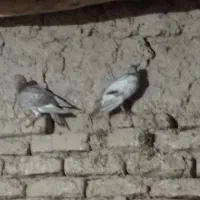 کبوتر|پرنده|جلگه شوقان, |دیوار