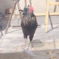 خروس چهل تاج گلین
