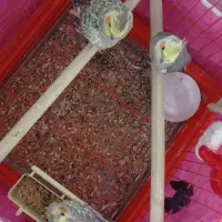 عروس هلندی|پرنده|باوی, |دیوار