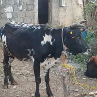 گاو وگوساله نر چاولسی