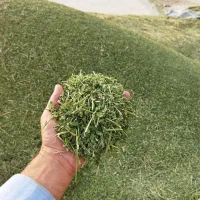 یونجه و کاه