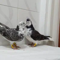 کبوتر قاره دم سفید نر و ماده بضمانت ساعت و بازی|پرنده|سنندج, |دیوار