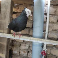 شازده سیاه کاکلی ماده