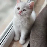 گربه دوسر بریتیش وایت