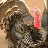 بوقلمون نر گوشتی محلی