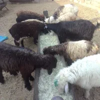 بره علفی
