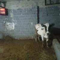 گاو|حیوانات مزرعه|فلارد, |دیوار