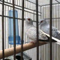 پرنده زینتی|پرنده|میبد, |دیوار