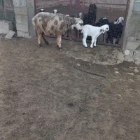 فروش چهار راس میش بره دار|حیوانات مزرعه|شیراز, فرهنگیان|دیوار