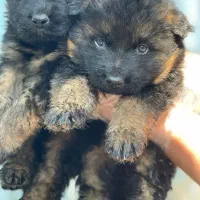 فروش سگ های خانگی نگهبان آموزش دار متنوع