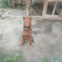 سگ پاکوتاه اصل ماده