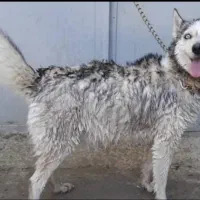 سگ گم شده|سگ|سراوان, |دیوار