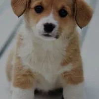 سگ پیدا شده