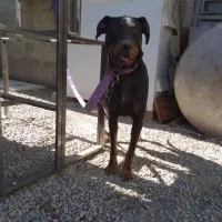 یک قلاده سگ دوبرمن|سگ|کرج, کمال‌شهر|دیوار