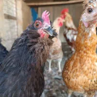 تخم نطفه دار گلین محلی اصیل