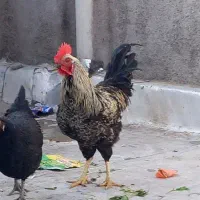 خروس جوان|حیوانات مزرعه|قم, نیروگاه|دیوار