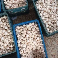 قارچ درجه یک و درجه دو