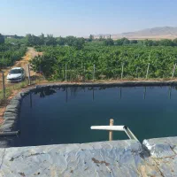 باغ-انگور-داربستی-قطره-ای