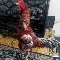 خروس لاری