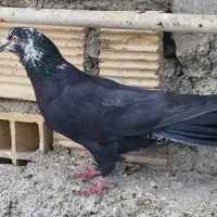 کله ماسی و سینه ای و بدرنگ