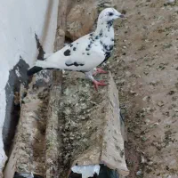 گوره