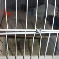 جوجه توتی طوطی برزیلی نژاد خوب|پرنده|مرودشت, بیست متری بیمارستان|دیوار