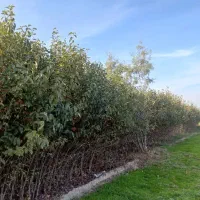 فروش نهال خرمالو