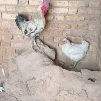 مرغ وخروس محلی