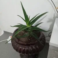 گل گل طبیعی|گل و گیاه طبیعی|بجنورد, |دیوار