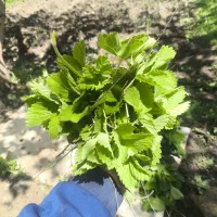 شیتیل توت فرنگی