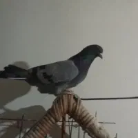 کبوتر