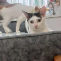 گربه|گربه|رشت, گلسار|دیوار