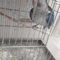 طوطی راهب نر دوساله