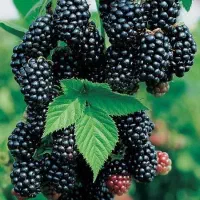 بلک بری نهالی خاص و پر سود